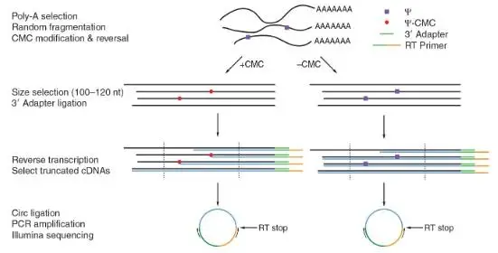 假尿苷（Ψ）修飾研究：Ψ-seq、BID-seq、BACS與納米孔技術(shù)的全面對(duì)比
